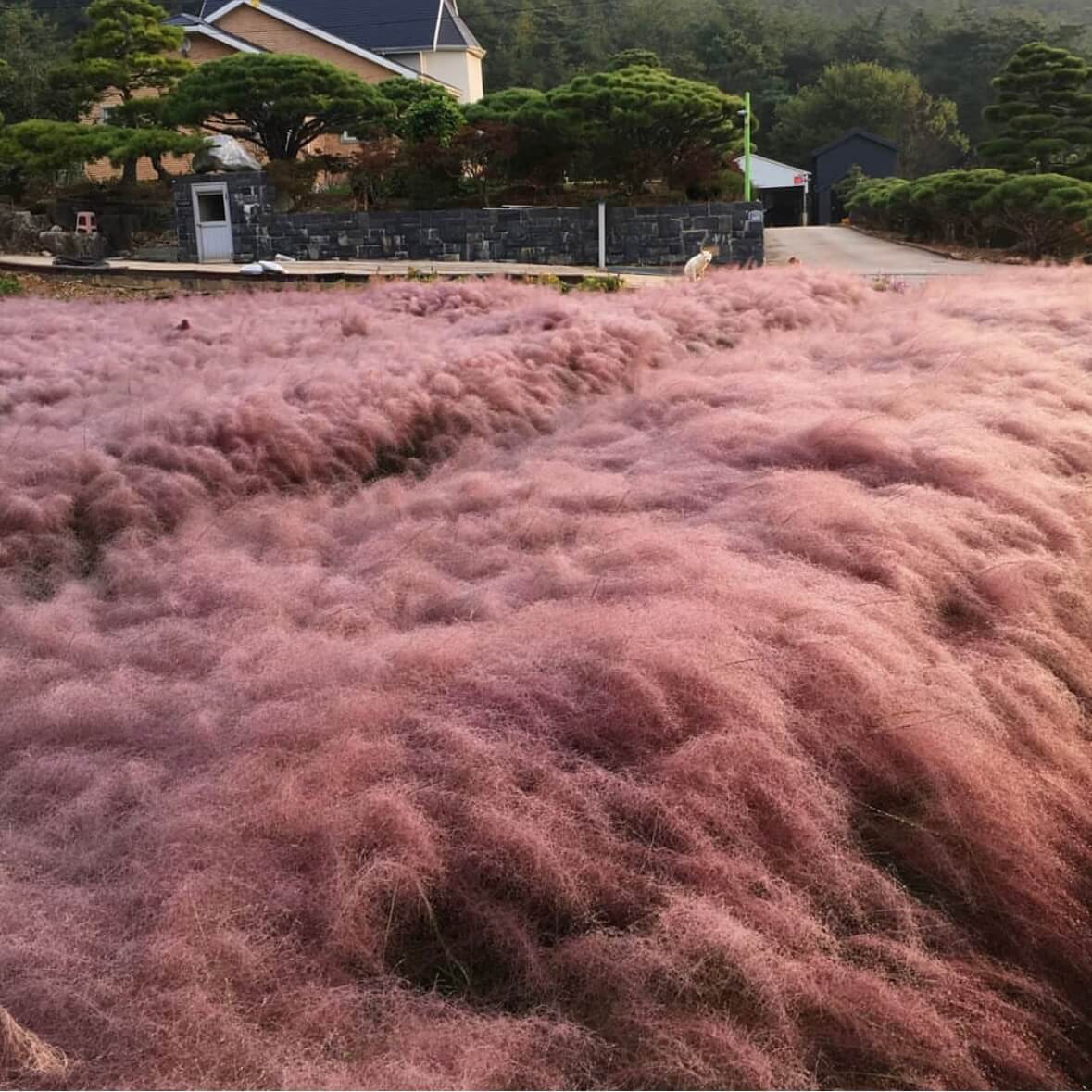 고창 핑크뮬리 축제