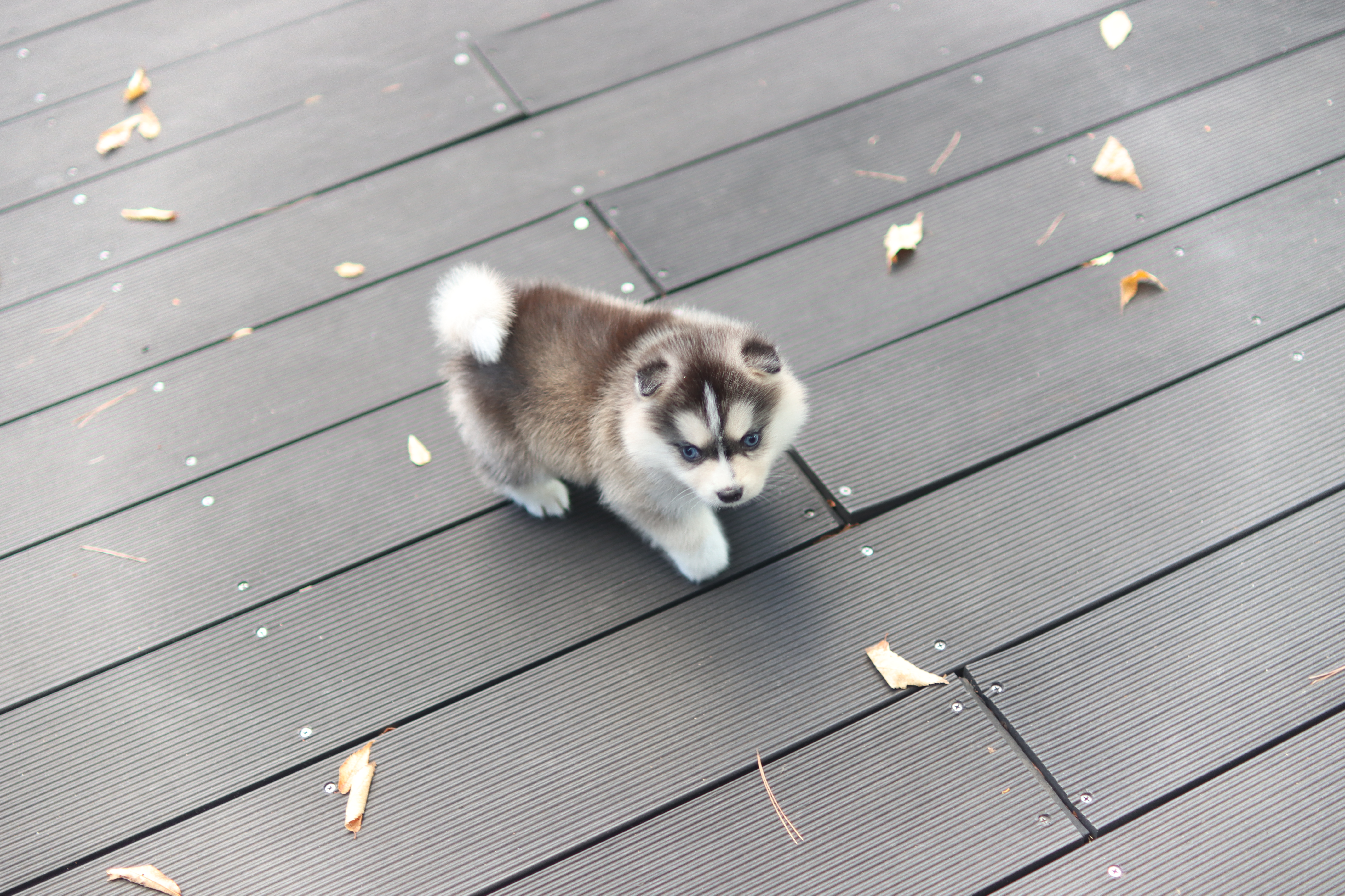 폼스키분양전문