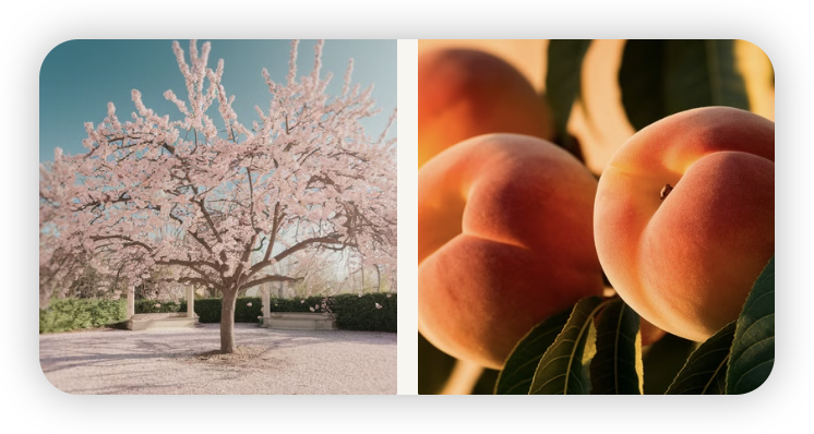 복숭아나무-열매