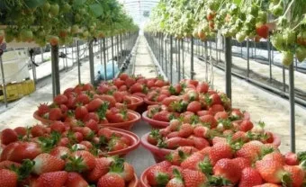 딸기 재배 런너 정리 보온 대책 하우스 관리_3