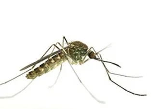 모기 박사님 추천 모기 퇴치법과 여름철 모기 없는 집 만들기 실전 전략_21