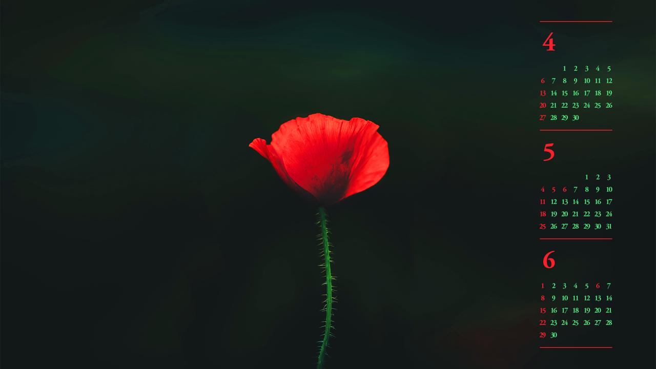 12 꽃양귀비 검정배경 B - 2025년5월 노트북배경화면