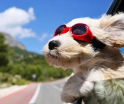 강아지 눈이 침침? 시력 테스트 5가지 및 저하 신호