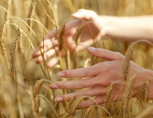 맥주효모의-효능