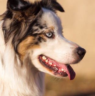 파란 눈의 호주 셰퍼드.