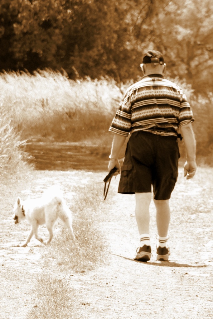 강아지 산책 사진