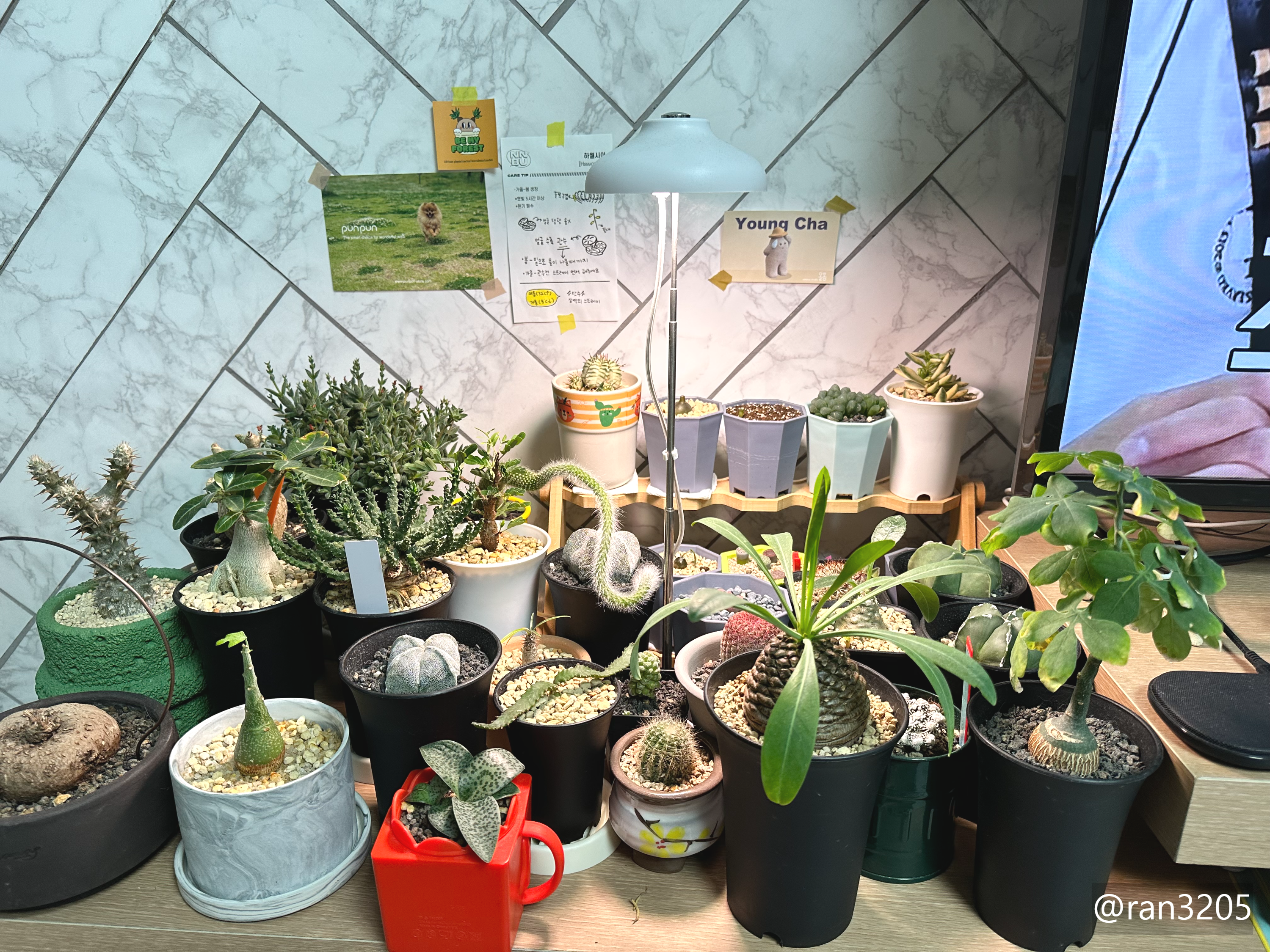 우리집 아프리카 식물 존