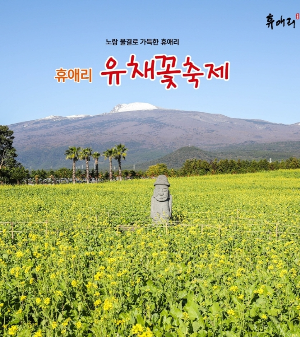 2025년 휴애리 유채꽃 축제 – 봄을 알리는 화사한 노란 물결!