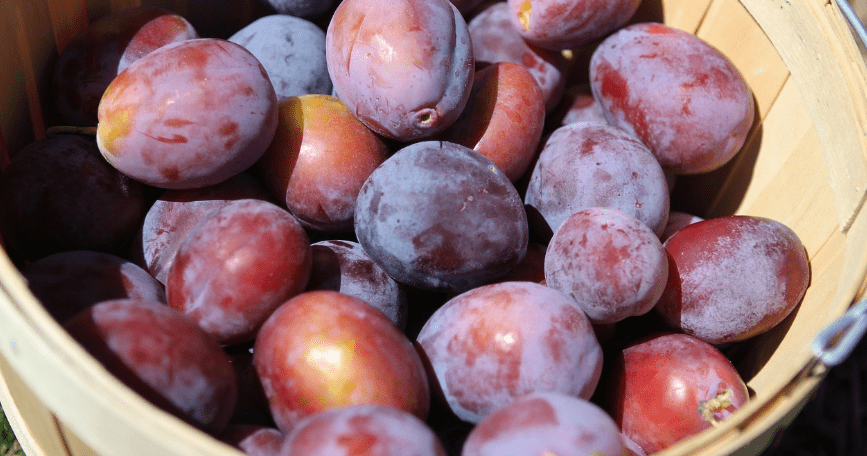 푸룬 자두 사진 - 4