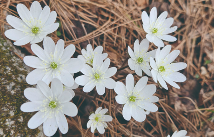 국립한국자생식물원