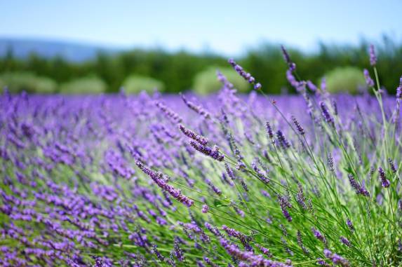 2025 무릉별유천지 라벤더 축제