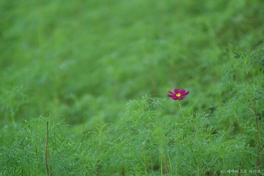 코스모스사진