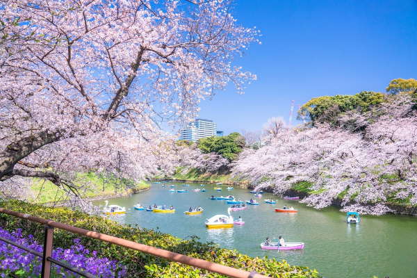 전국 벚꽃 명소