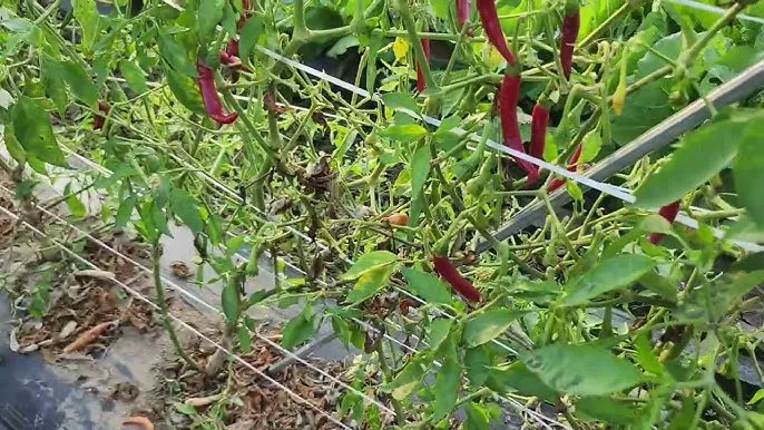 고춧잎 재배 잎 수확용 가지 치기 친환경 시비_1