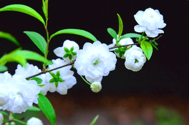 옥매화 황매화 홍매화 포토 꽃말 키우기와 가지치기 알아보기