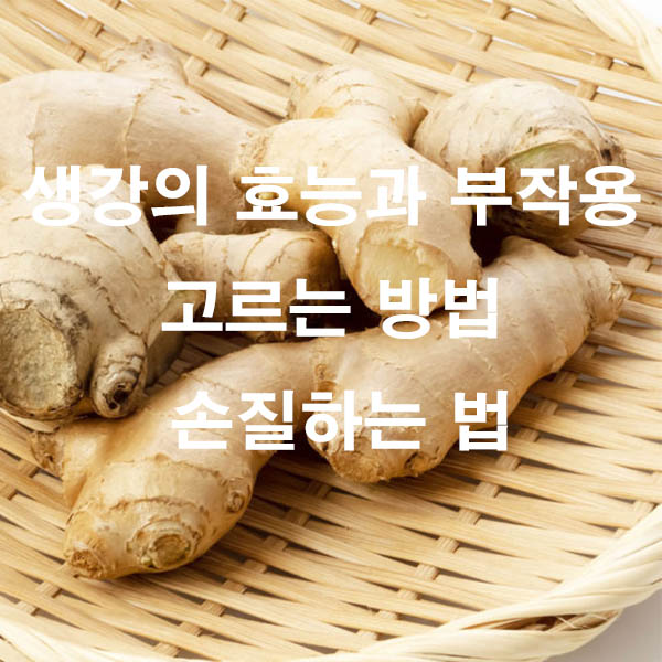 생강의 효능과 부작용 고르는 방법 손질하는 법