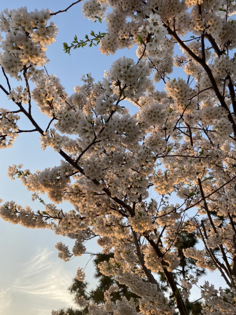 데일리룩(오뭘입)_ 아디다스 파이어버드 트랙탑, 무신사스탠다드 카고바지 블랙, 어커버 반팔, 오니즈타이거 멕시코, 남자코디, 남자스타일링, 벚꽃, 데일리패션, 데일리코디, ootd