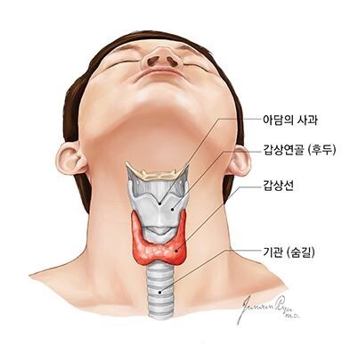 갑상선의-구조