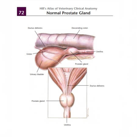 Normal Prostate Gland