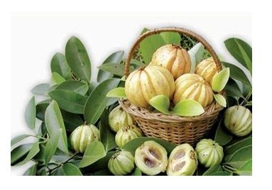 가르시니아 부작용