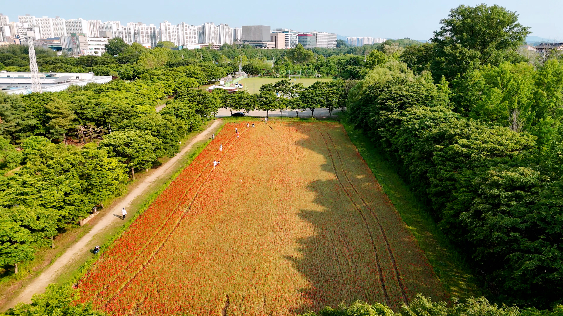 하남 미사경정공원 양귀비