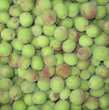 매실 효능과 부작용 고르는법 칼로리