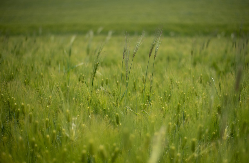 전북 고창 청보리밭 사진