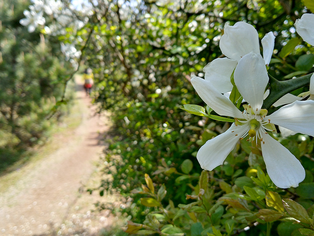 올레1코스: 말미오름