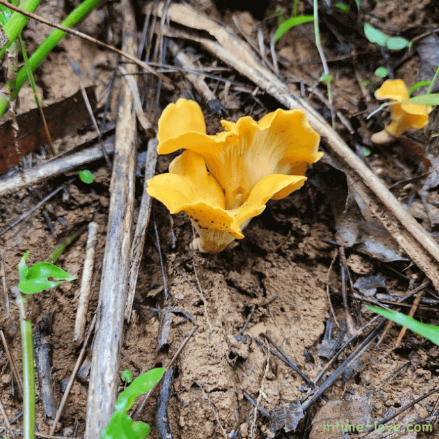맛과 향이 좋은 살구버섯(꾀꼬리버섯)