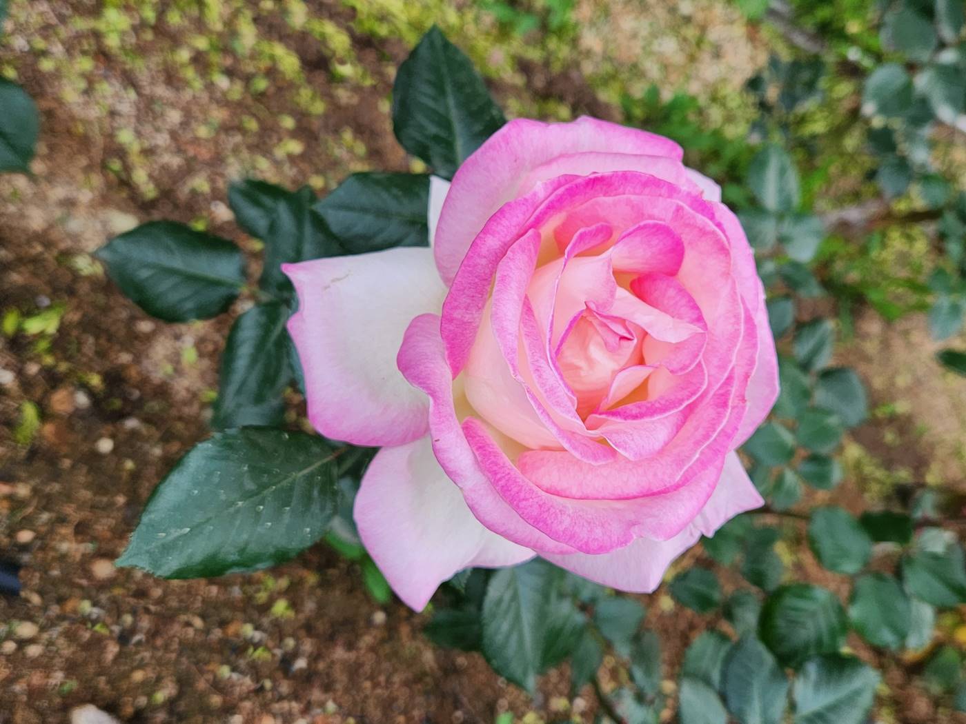 장미 프린세스 드 모나코 Princess de Monaco