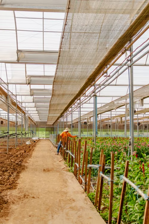 leased-farmland-cultivation.jpg