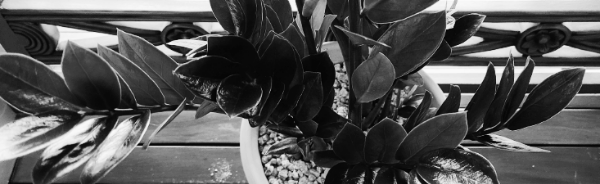 시점: 겉흙이 건조하게 말랐을 때