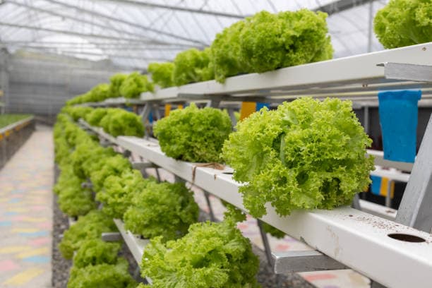 스마트팜이 도시를 바꾼다: 지속 가능한 도심 농업의 비전