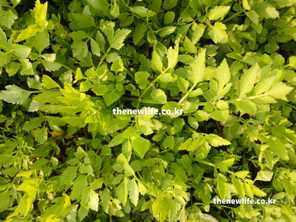 미나리 효능의 간 건강과 숙취 해소를 돕는 페르시카린 성분이 풍부한 실물 사진