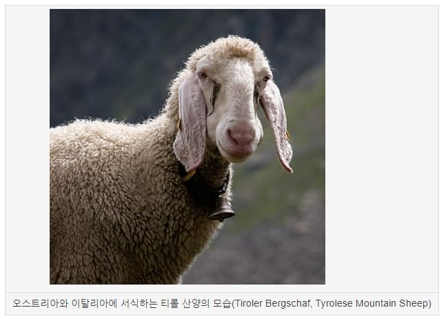 산양(Mountain Goat)이 염소? 그리고 놀라운 등판 능력 VIDEO: Mountain Goats Don&rsquo;t Believe In Gravity