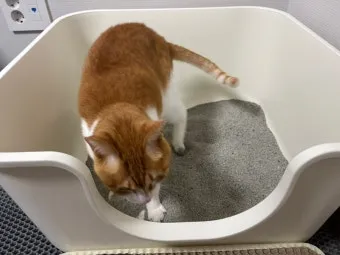 고양이 모래 추천 버리는법 벤토나이트 처리 탈취제_12