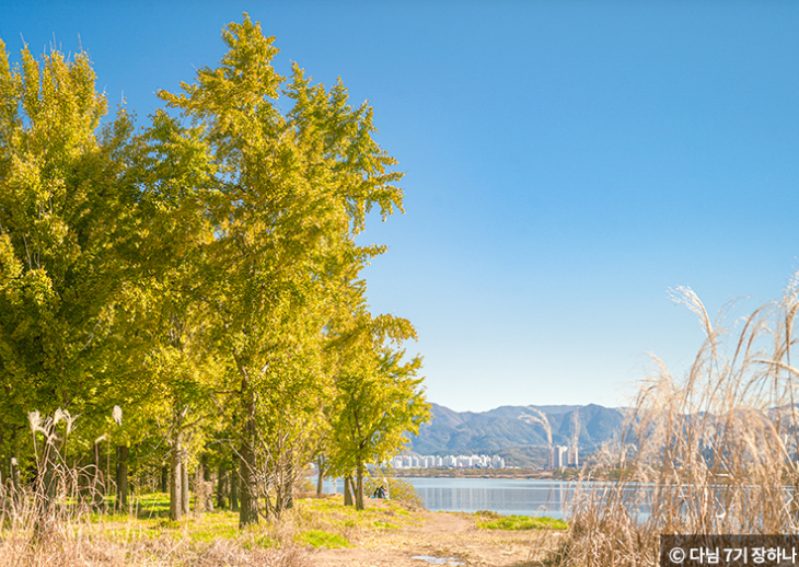 은행나무명소 고령