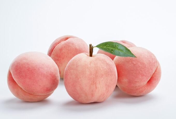 복숭아-종류-백도