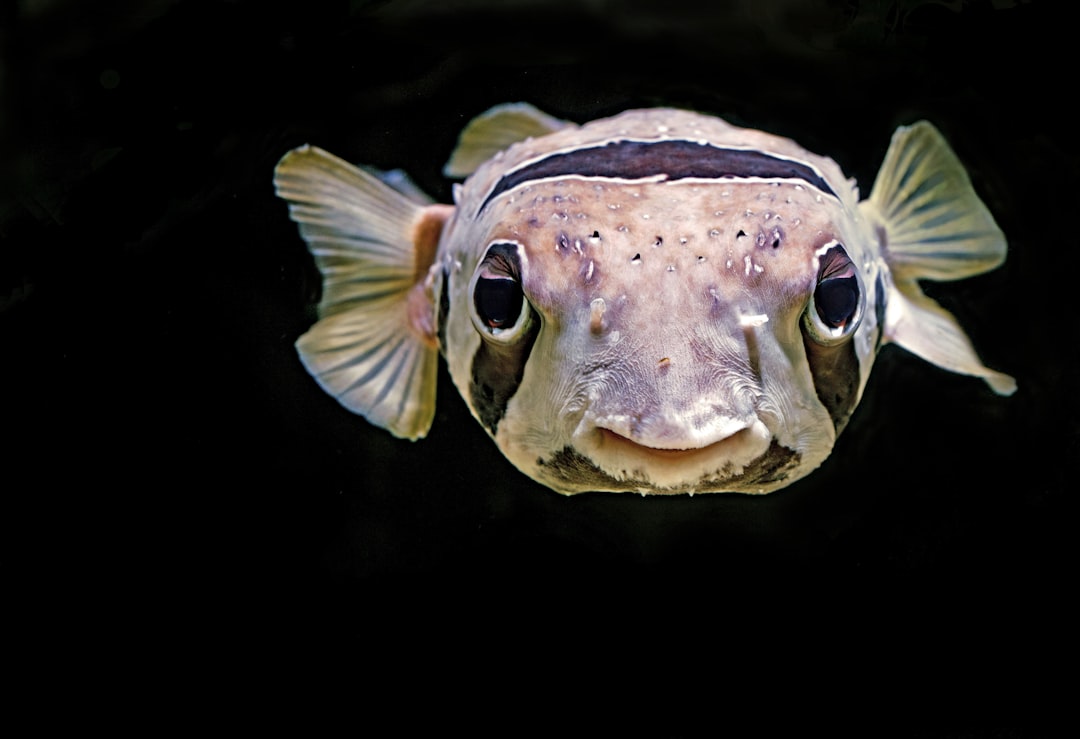 Battered fish
