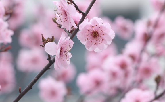 수원 김치폭탄통닭 식스섹스 맛집 정보