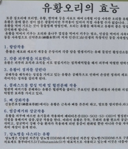 유황오리효능
