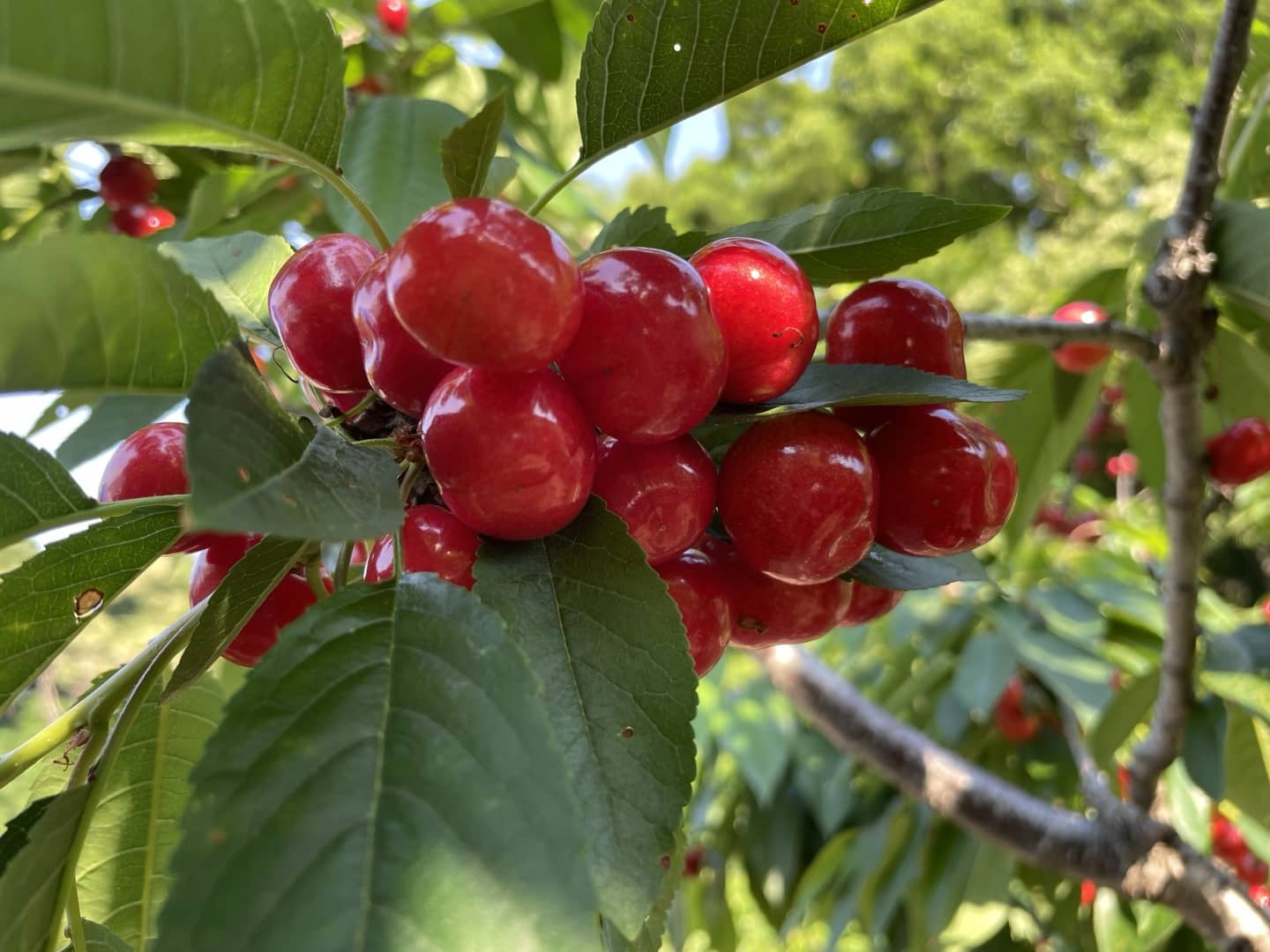 농장에서 수확전 체리