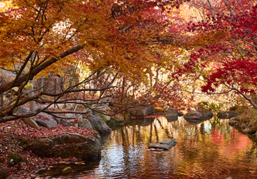 곤지암리조트 생태하천 가을