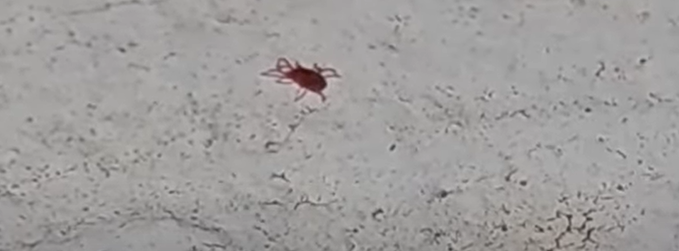 붉은 진드기 대처법 총정리