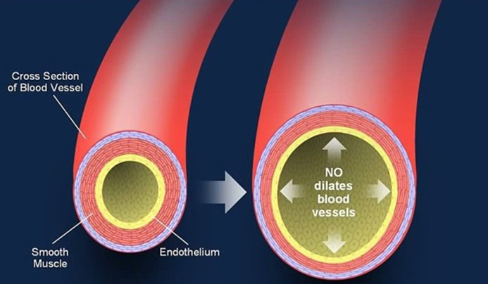 레보텐션정 : 혈관 평활근 이완