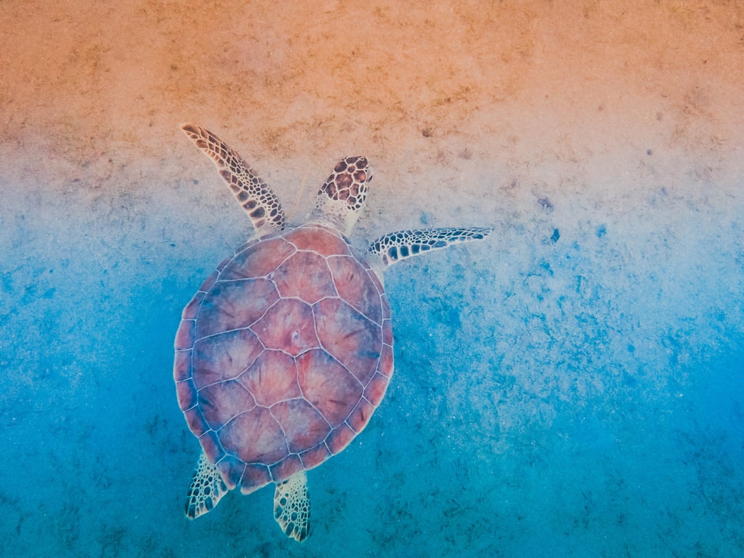 Turtle