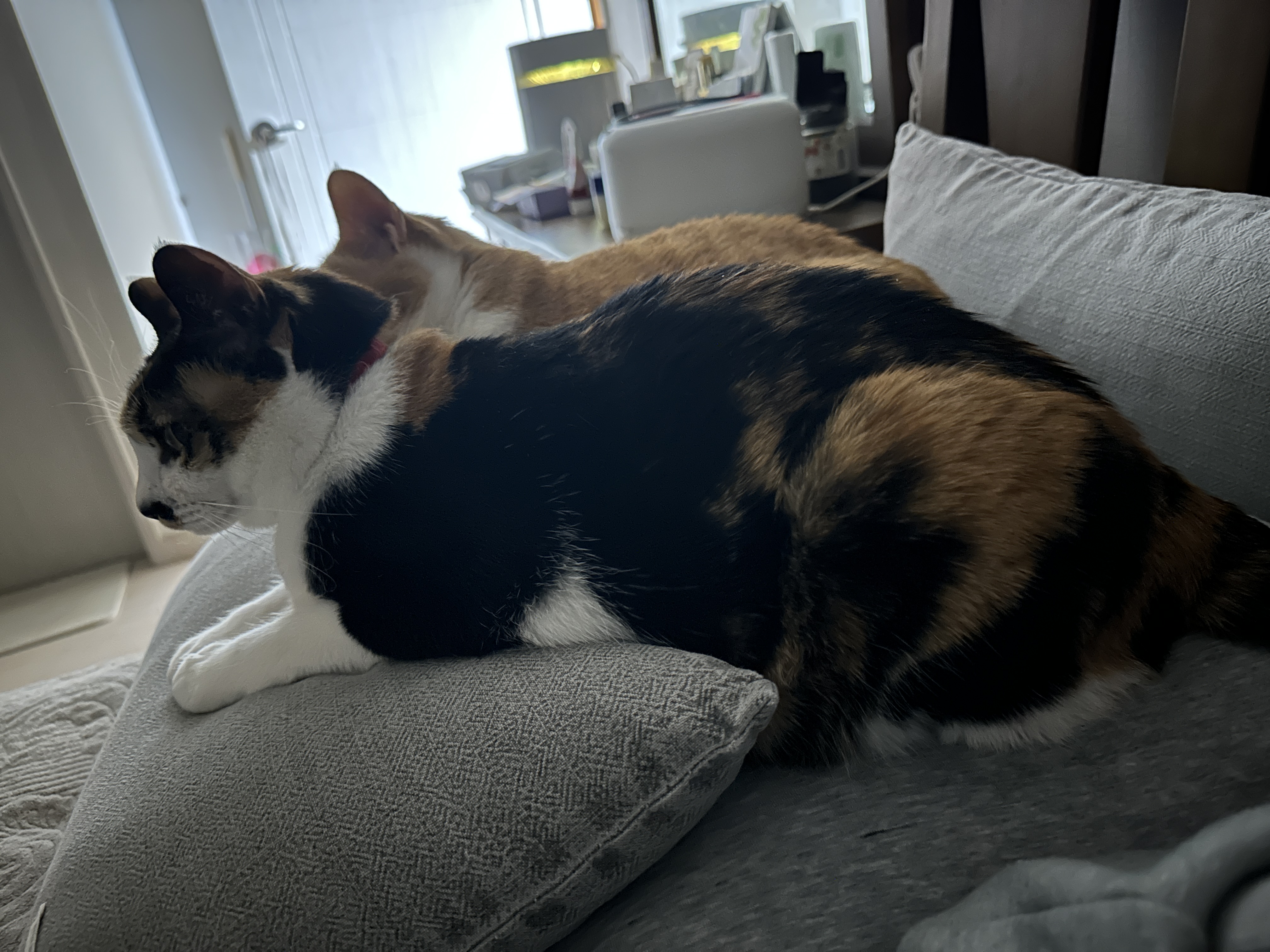 쿠션 하나를 나눠쓰는 다정한 고양이 커플 호야랑 다다 (feat.집사는 잘곳을 잃고 방황을..)