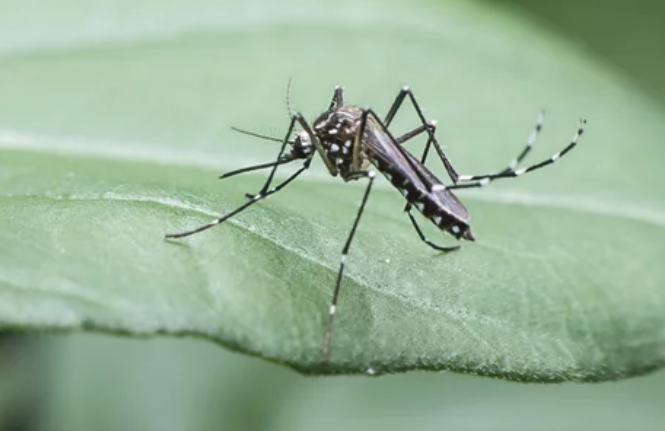 기후변화 대응 모기 감염병 예방 대책 발표