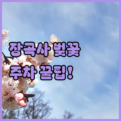 청양 장곡사 벚꽃길 인파 피하는 새벽..