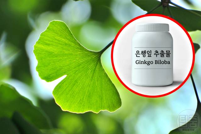 뇌에 좋은 영양제 은행잎